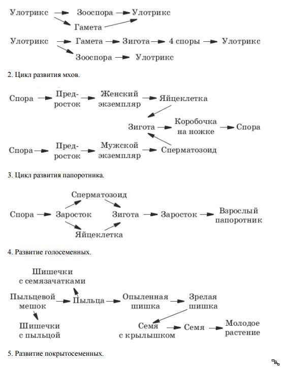 Жизненный цикл улотрикса схема